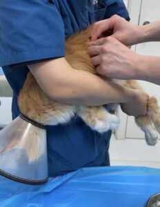 FIP Treatment: Understanding Feline Infectious Peritonitis
