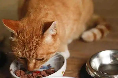 What should I do if a cat with feline infectious peritonitis (FIP) refuses to eat or drink?